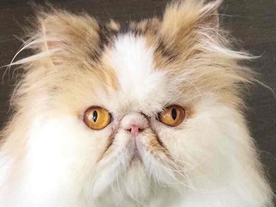 Bonnie is a two 12 months outdated Persian cat