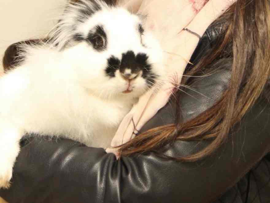 Lily the rabbit had a problem with her leg