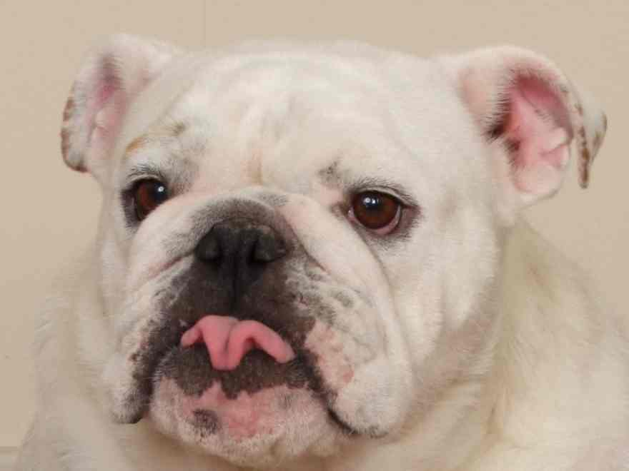 Podcast: the ban on breeding Bulldogs and Cavalier King Charles Spaniels in Norway