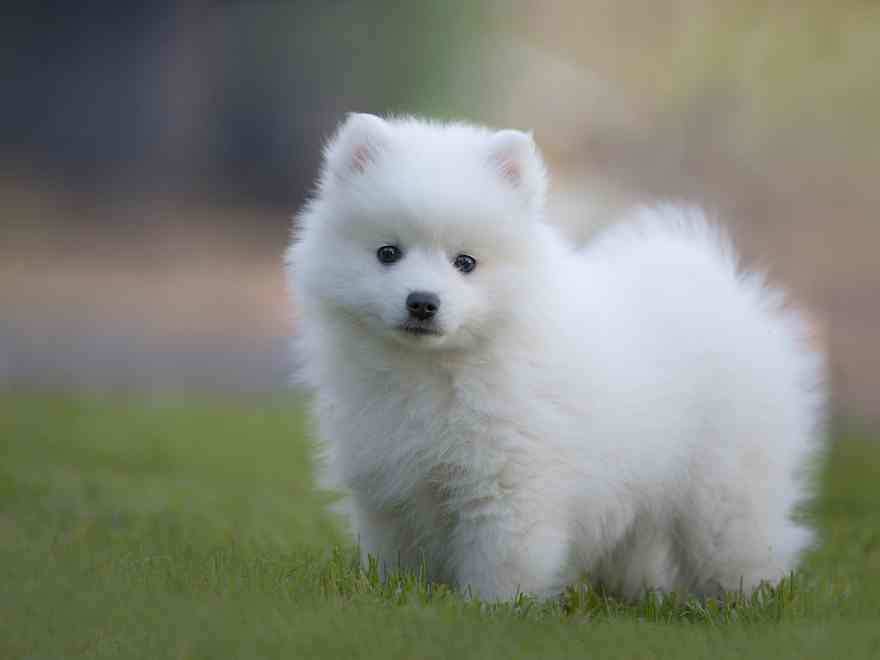 Podcast: Right here’s why NOT to present puppies at Christmas time