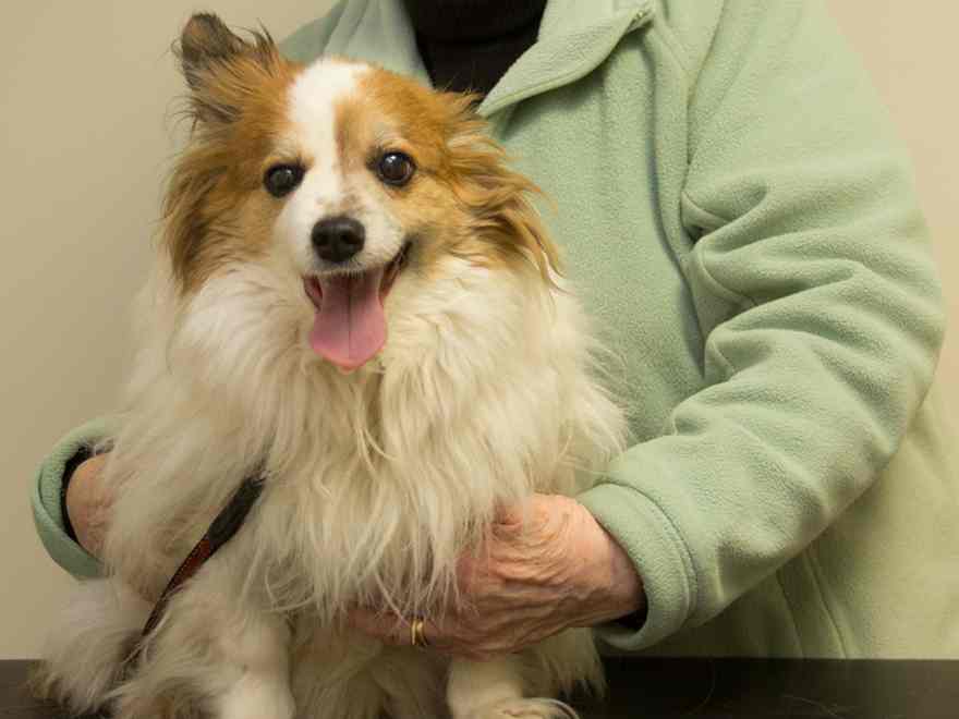 Pixie the thirteen year old male neutered Papillon dog