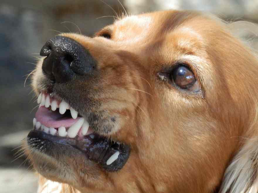 Dog attacks – why do they happen and what should be done about them? Podcast from Newstalk’s Pat Kenny Show