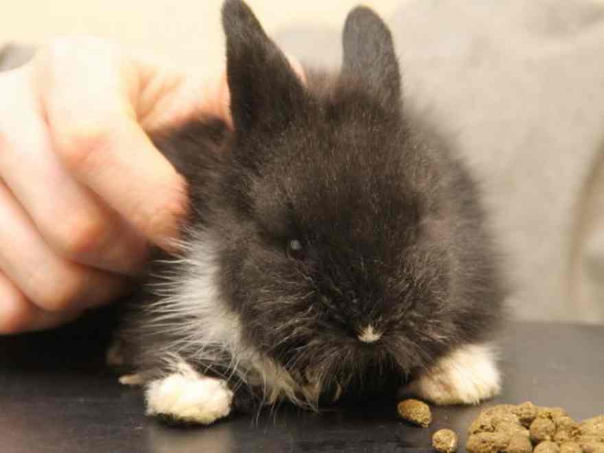 Socks the rabbit had stopped eating