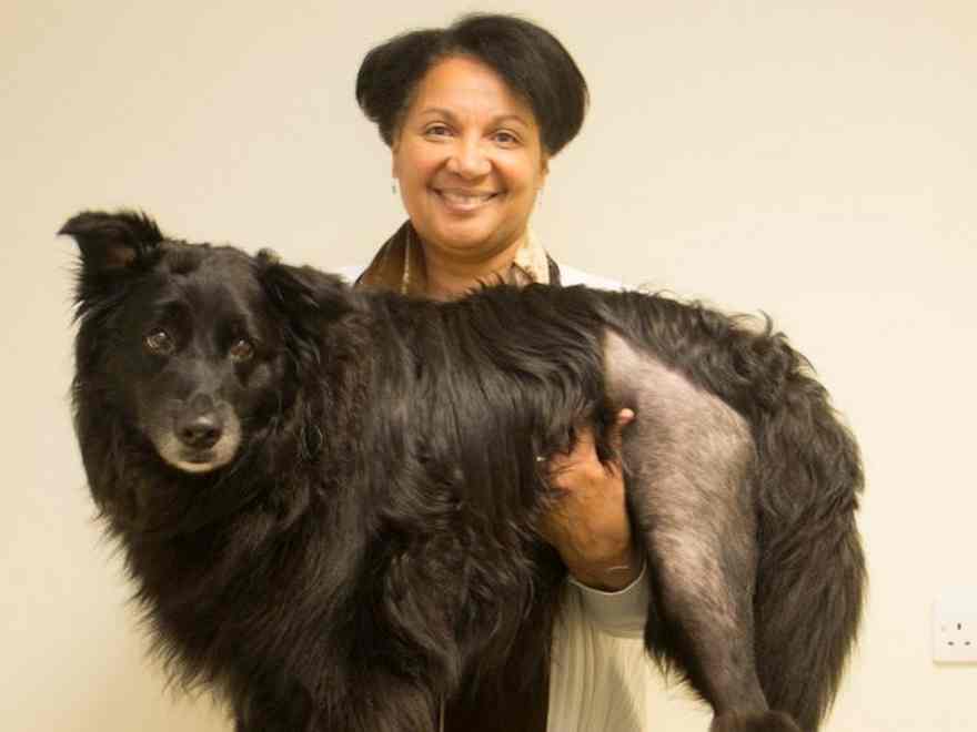 Maya the 9 12 months previous Collie cross wanted surgical procedure