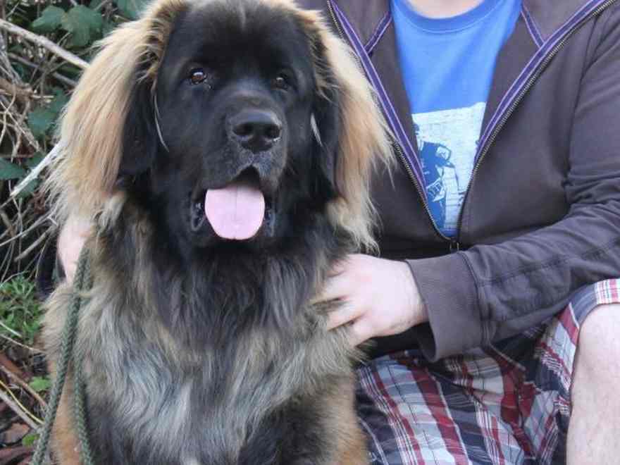 Rocky a 13 month previous Leonberger