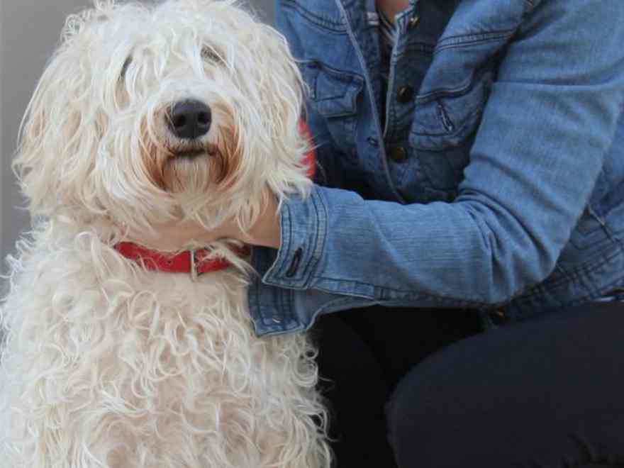 Elle saved another dog’s life by becoming a blood donor