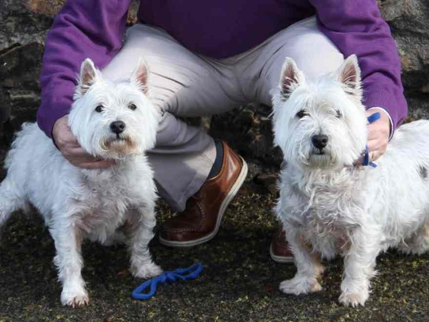 Mac and Tosh two West Highland White Terriers