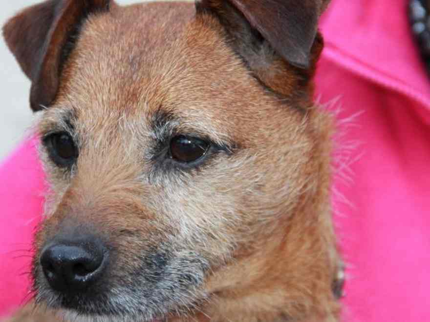 Pippa the terrier has at all times had itchy ears