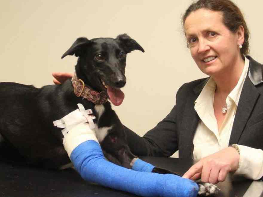 Cleo is a 3 12 months outdated cross-bred Whippet