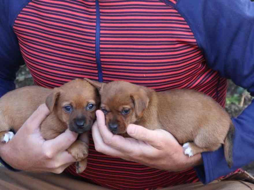 Rosie and Socks are Jack Russell Terrier puppies