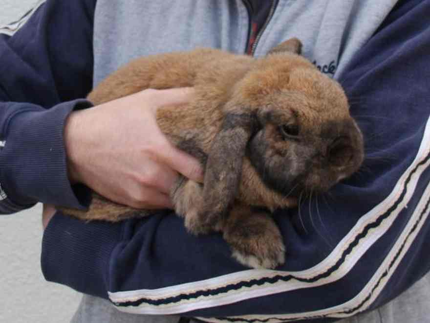 Button had stopped eating and was rubbing at his mouth