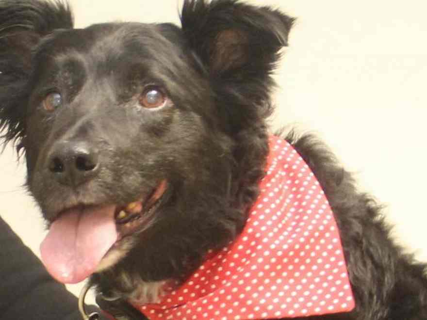 Johnny Hobo is an 11 yr previous Collie