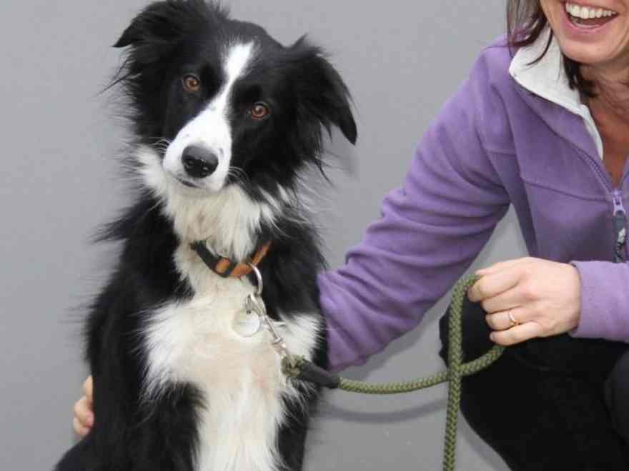Tess the Border Collie became lame in her back leg