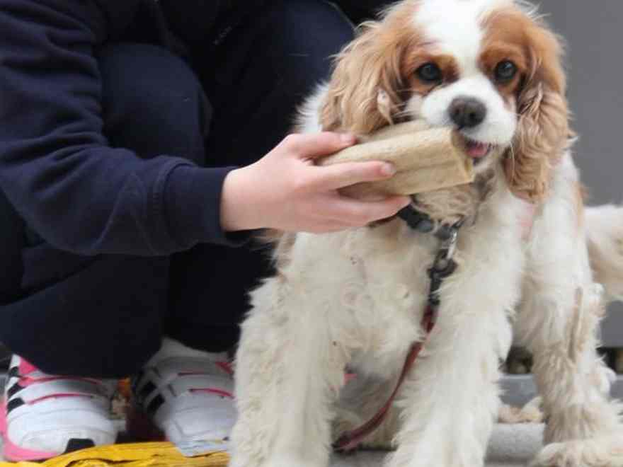Molly an eight yr previous Cavalier King Charles Spaniel