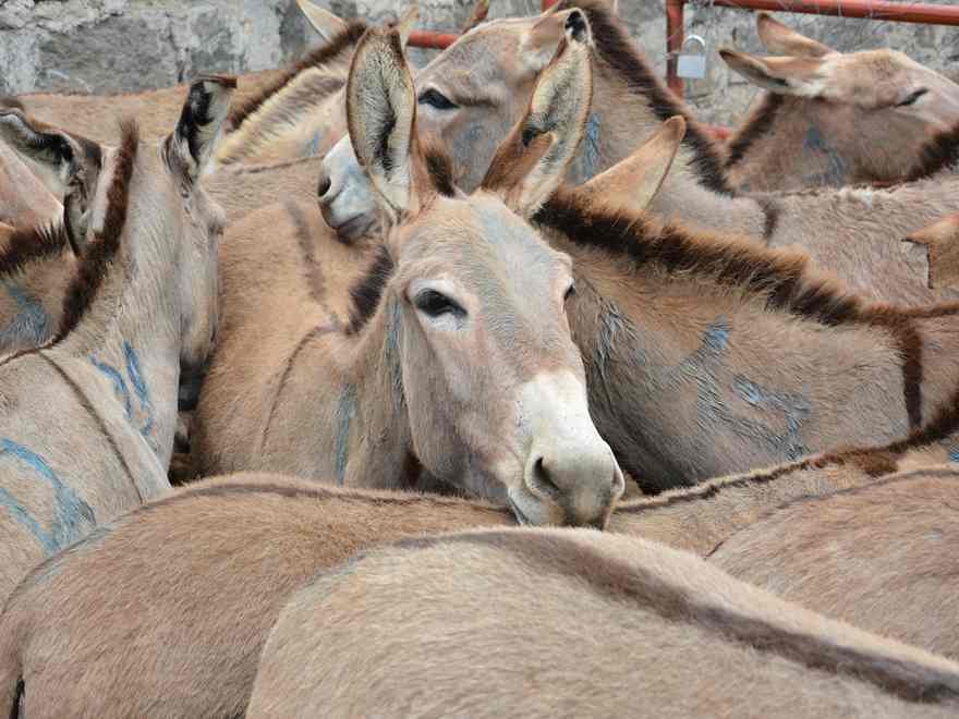 Donkeys being killed for their skins in Kenya: this must stop