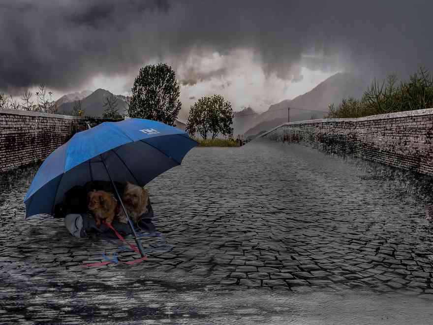 Podcast: the affect of the Ukraine disaster on animals