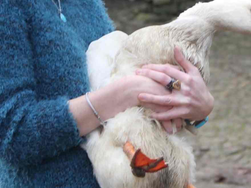 Ailie is a 2 12 months previous Ailesbury duck