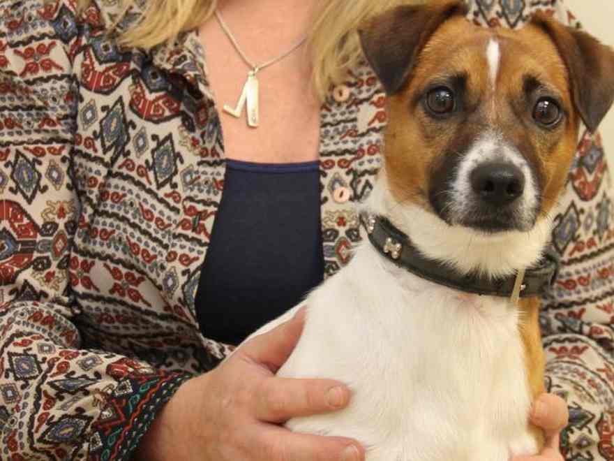 Pepsi the two yr previous Jack Russell Terrier
