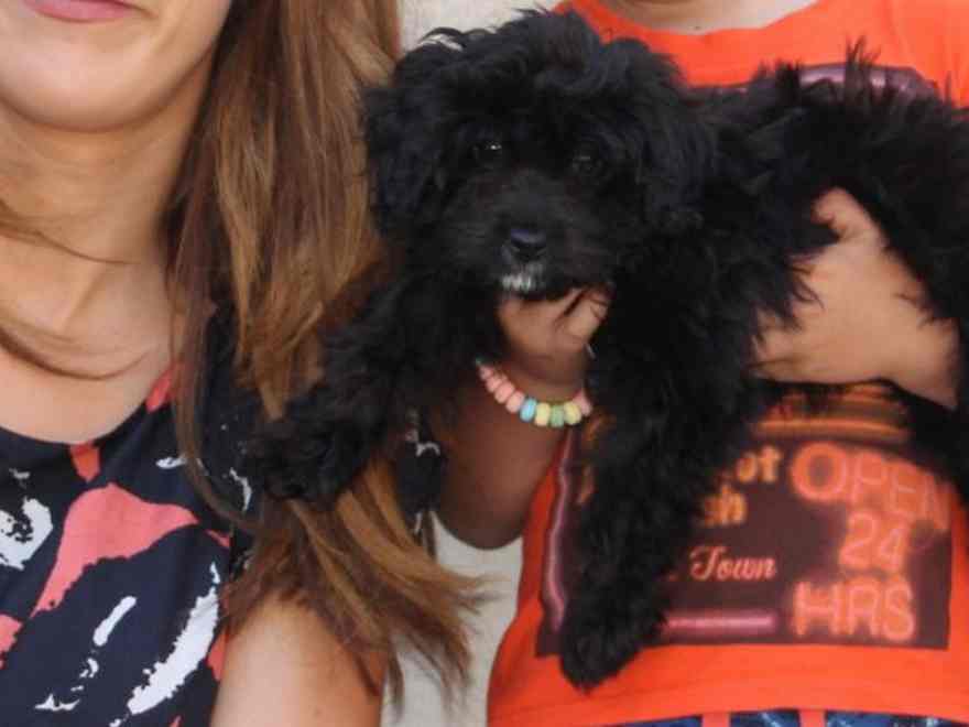 Kiko is a 12 week outdated crossbred pet