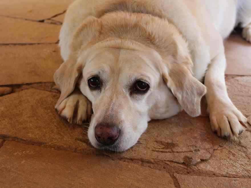 Podcast from Pete the Vet: is your pet obese or overweight?