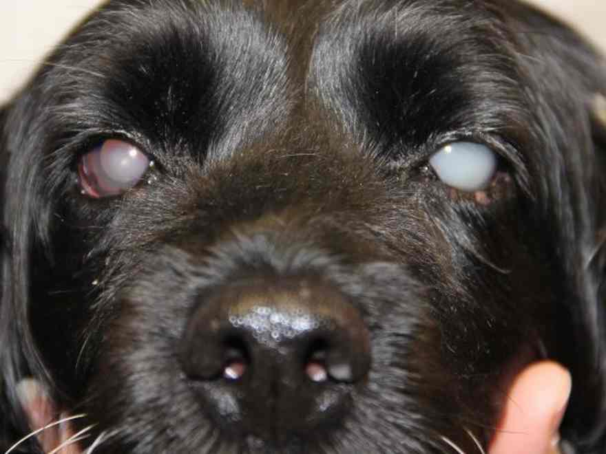 Suki is a 13 yr previous Springer Spaniel