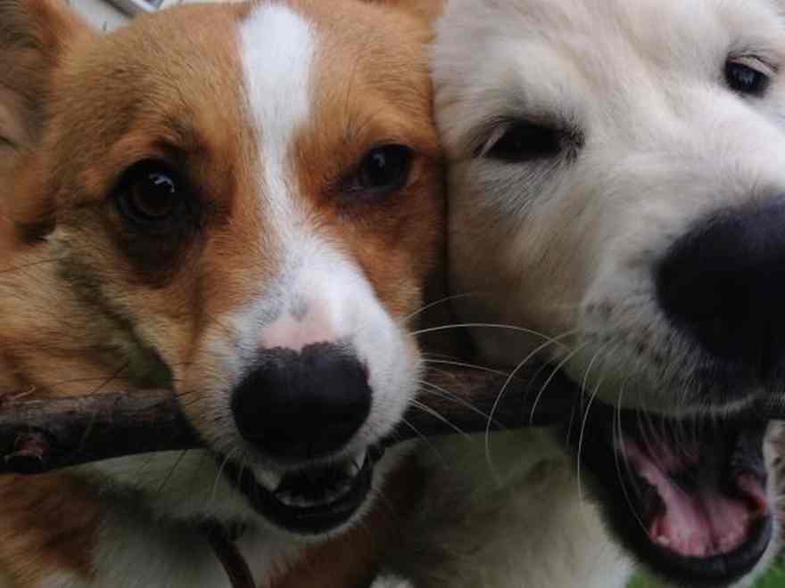 Maisie the Golden Retriever puppy broke her tooth