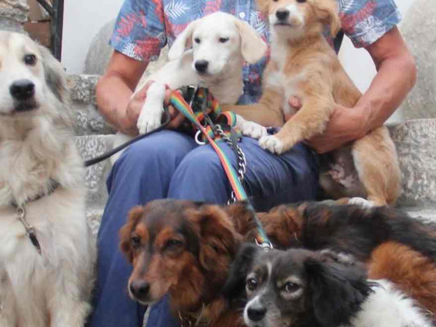 5 canine and 4 cats in Greece