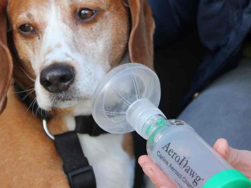 Douglas needs an inhaler to control his bronchitis