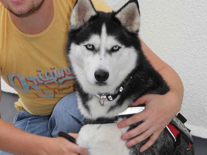 Zola is a 2 12 months outdated Siberian Husky