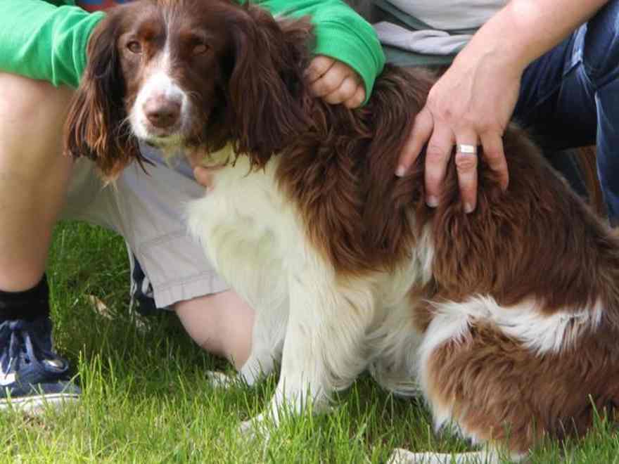 Bailey acquired misplaced after escaping from the backyard