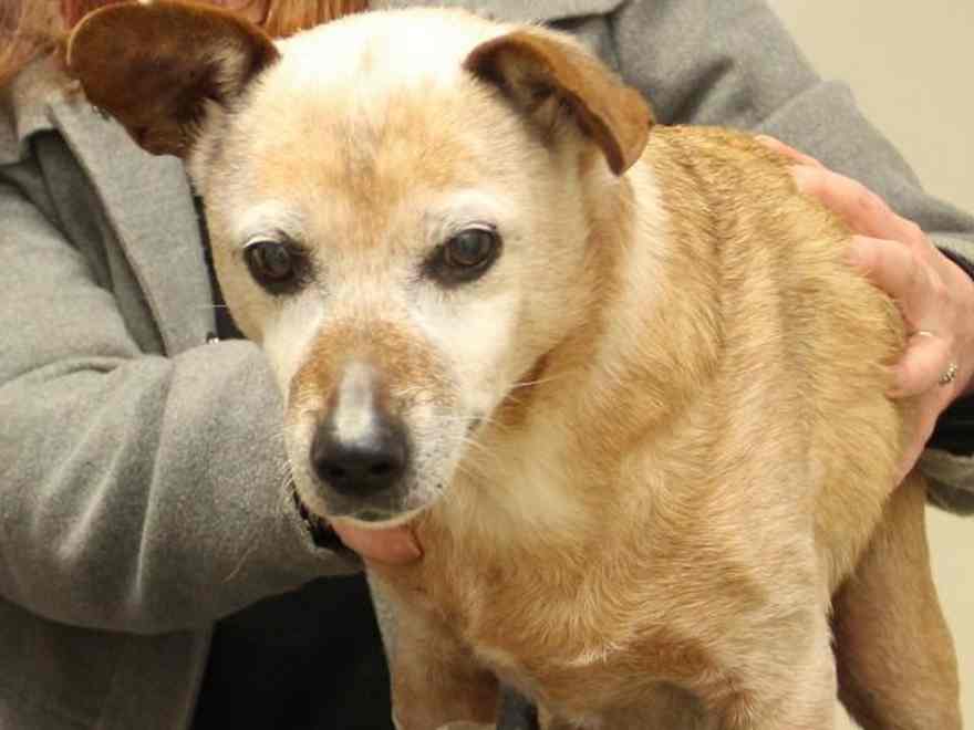 Whiskey developed a large swelling under his tail