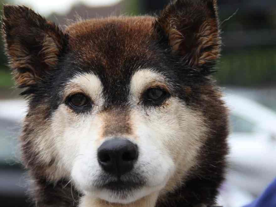 Tora is an 11 12 months outdated Shiba Inu