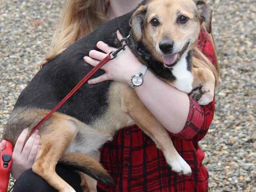 Trixie the terrier started to collapse and have a fit