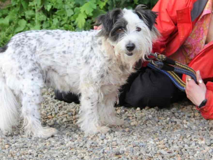 Sweep is a 12 12 months previous cross-bred canine