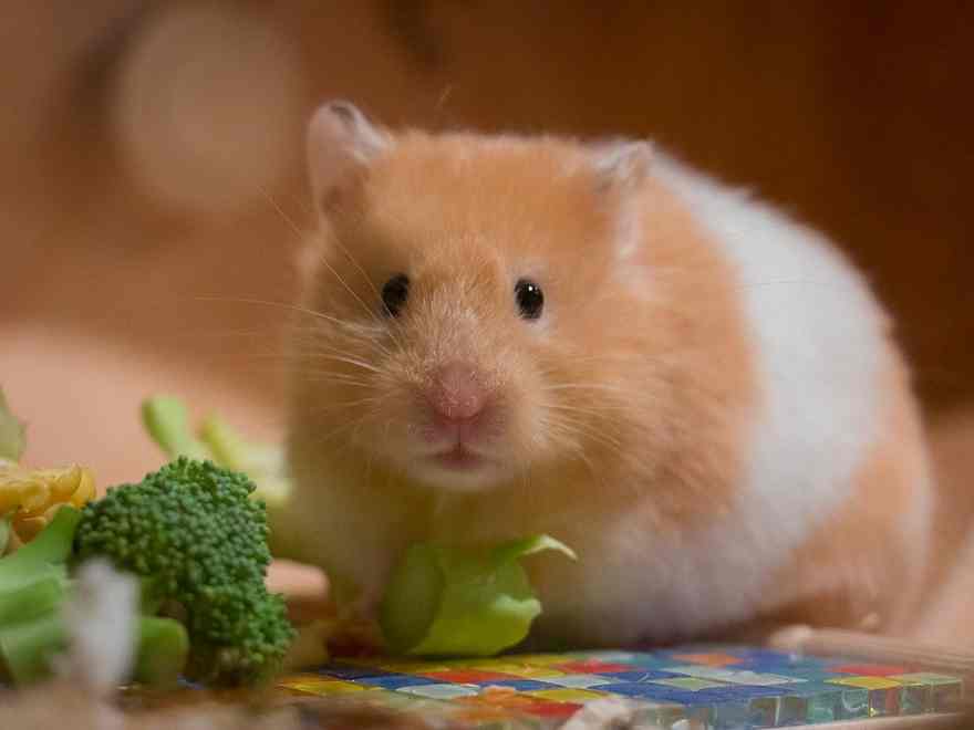 Podcast: Hamsters introducing COVID into Hong Kong?