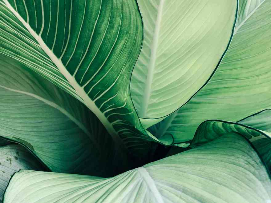 Best Instagram Worthy Plants To Decorate Your House With