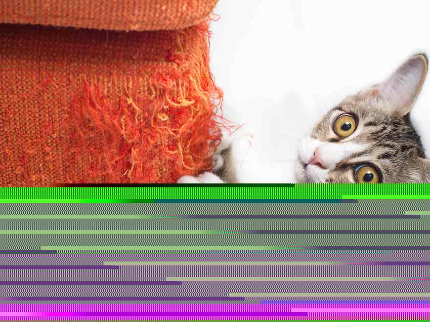 How to make Cat-friendly Homes