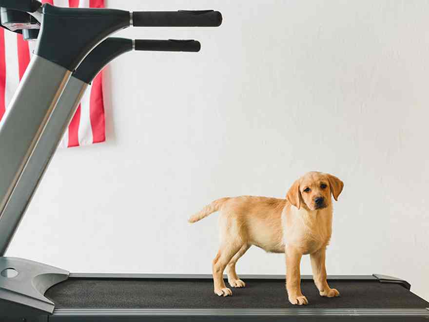 5 Steps to Train Your Dog to Walk on a Treadmill